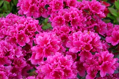 azalea.jpg