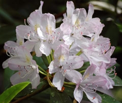 rododendron.jpg