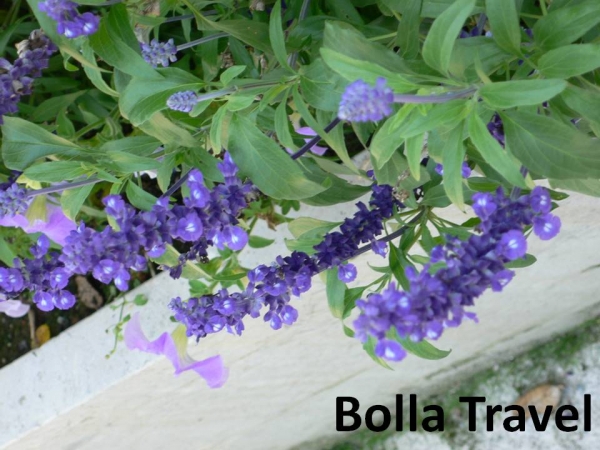 Bolla_Travel19.jpg