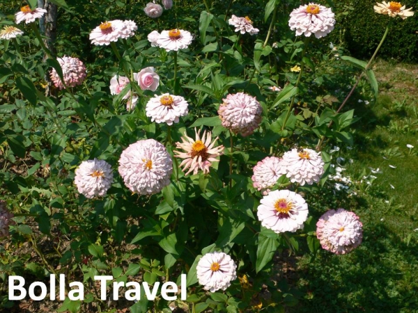 Bolla_Travel24.jpg