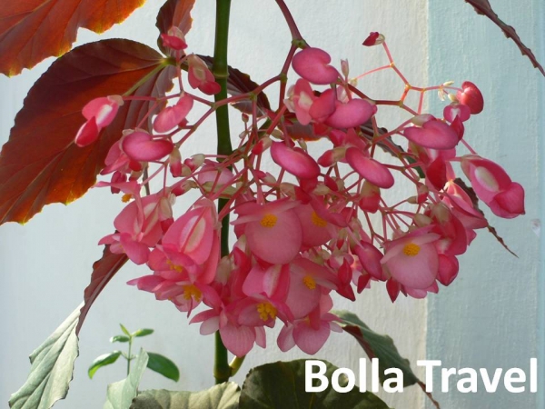 Bolla_Travel85.jpg