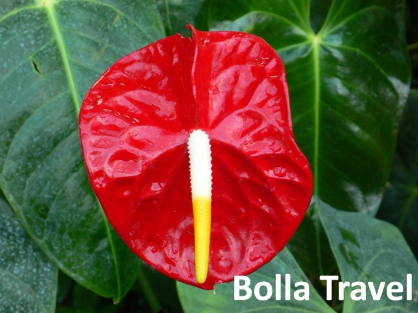 Bolla_Travel90.jpg