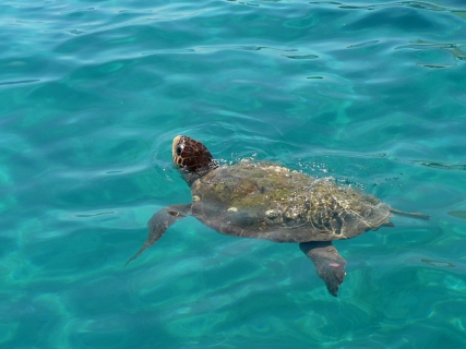 laganas_caretta_caretta.jpg