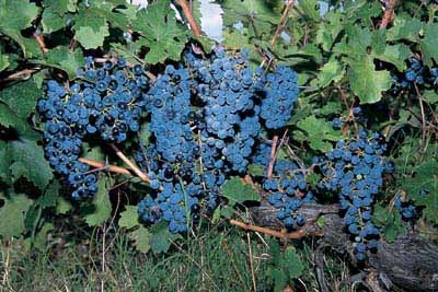 vines1.jpg